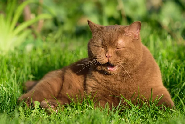 Retrato Gato Británico Marrón Sobre Una Hierba Verde Día Soleado — Foto de Stock