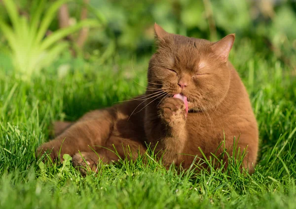 Gato Lava Cara Las Patas Con Lengua Rosa — Foto de Stock