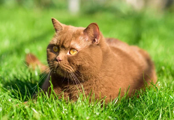 Retrato Gato Británico Marrón Sobre Una Hierba Verde Día Soleado — Foto de Stock