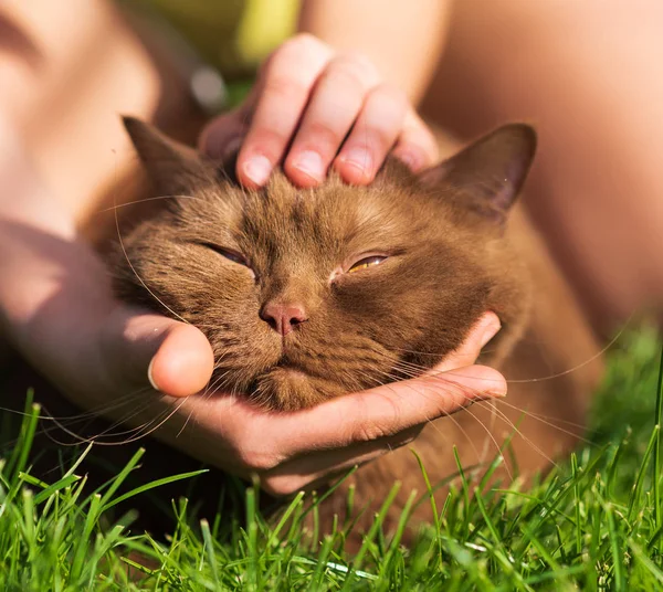 Happy brown british cat is pleased with hand stroking outside in a green grass on a sunny day