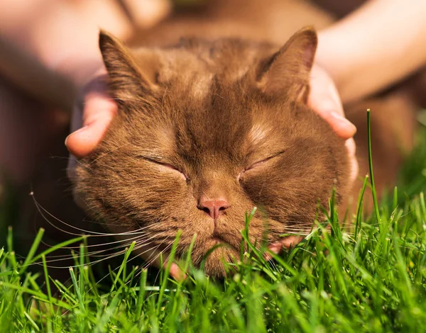 Happy brown british cat is pleased with hand stroking outside in a green grass on a sunny day