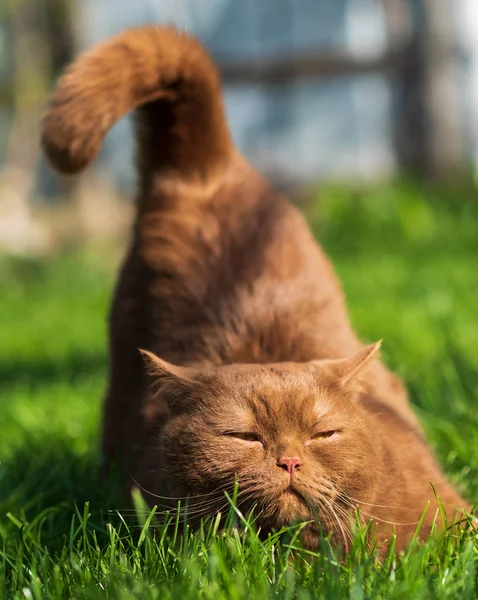 Retrato Gato Británico Marrón Sobre Una Hierba Verde Día Soleado — Foto de Stock