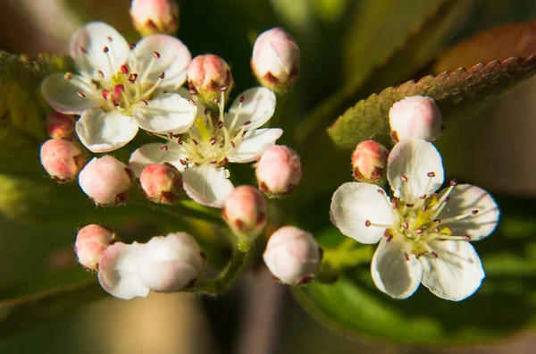 Closeup Krásných Chokeberry Květin Selektivní Zaměření — Stock fotografie