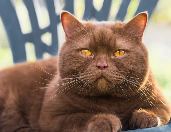 Retrato Gato Británico Marrón Sobre Una Hierba Verde Día Soleado —  Fotos de Stock