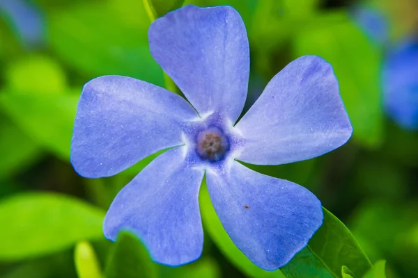 Periwinkle Bitki Vinca Minör Güneşli Bahar Gününde Periwinkle Küçük Narin — Stok fotoğraf