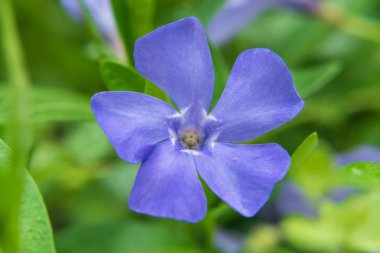 Periwinkle bitki (Vinca minör). Güneşli bahar gününde periwinkle küçük, narin ve parlak çiçekler Makro. seçici odaklama.