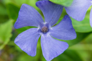 Periwinkle bitki (Vinca minör). Güneşli bahar gününde periwinkle küçük, narin ve parlak çiçekler Makro. seçici odaklama.