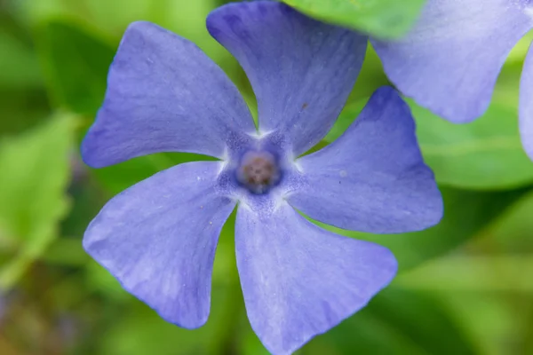 Periwinkle Bitki Vinca Minör Güneşli Bahar Gününde Periwinkle Küçük Narin — Stok fotoğraf