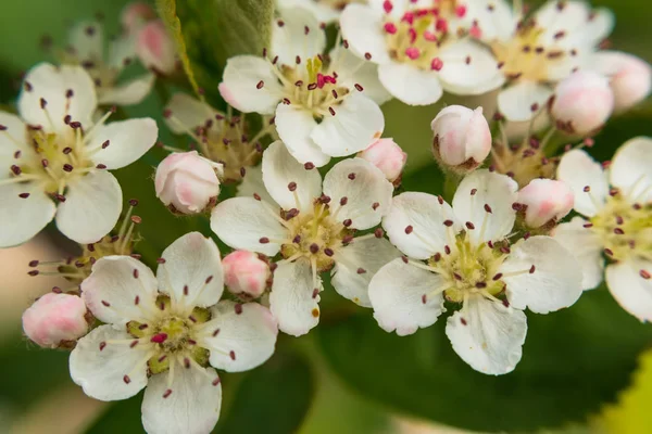 Closeup Krásných Chokeberry Květin Selektivní Zaměření — Stock fotografie