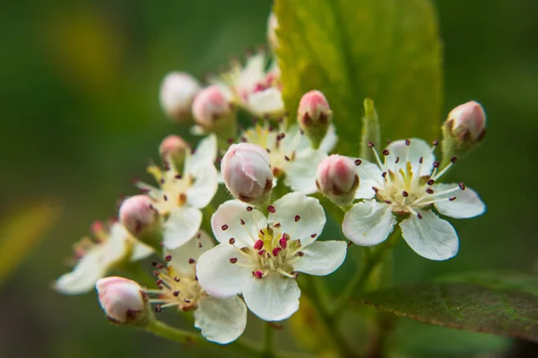 Zbliżenie Pięknych Kwiatów Chokeberry Selektywna Koncentracja — Zdjęcie stockowe