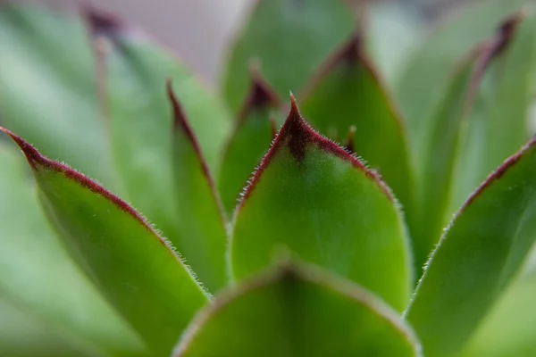 Closeup Succulent Green Background Natural Patterns — Stock Photo, Image