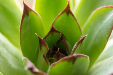 sulu yakın çekim. yeşil arka plan. doğal desenler. 