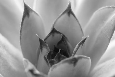 closeup sulu. siyah ve beyaz arka plan. doğal desenler. 