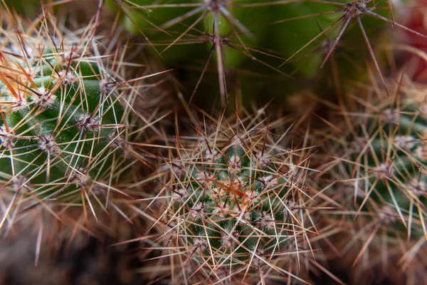 Close Globe Shaped Cactus Long Thorns Top View Selective Focus — Stock Photo, Image