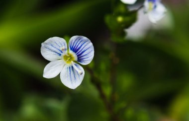Makro İnce speedwell (Veronica filiformis) küçük ve narin çiçekler Seçici odak. 