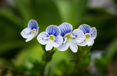 Makro İnce speedwell (Veronica filiformis) küçük ve narin çiçekler Seçici odak. 