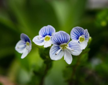 Makro İnce speedwell (Veronica filiformis) küçük ve narin çiçekler Seçici odak. 