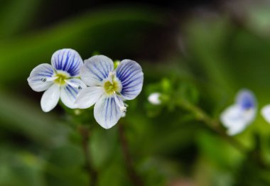 Makro İnce speedwell (Veronica filiformis) küçük ve narin çiçekler Seçici odak. 