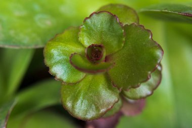 Etlerin makroyu seçici odak