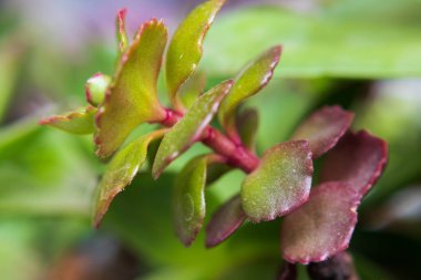 Etlerin makroyu seçici odak