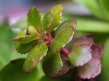 Etlerin makroyu seçici odak