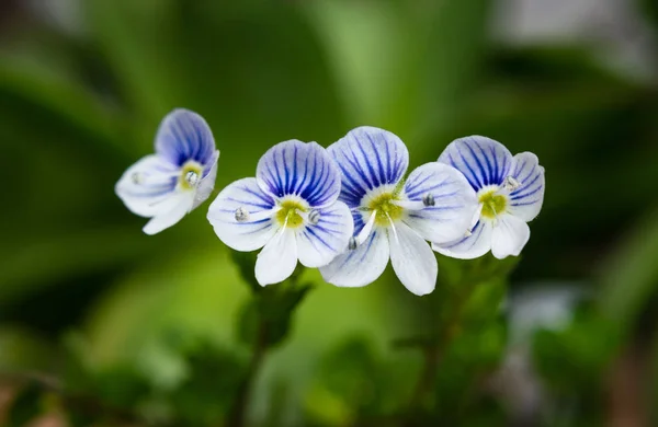 Macro Slender Speedwell Veronica Filiformis Flores Pequenas Delicadas Foco Seletivo — Fotografia de Stock