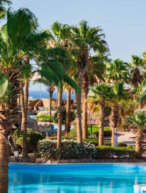 Otelde Günaydın. Saman şemsiyeleri, şezlong, yeşil palmiye ağaçları, yüzme havuzunda mavi su. Rahatla. erken rezervasyon.