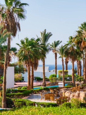 Erken rezervasyon. rüya tatili. Terkedilmiş bir sahil manzarası, palmiye ağaçları, saman şemsiyeleri, güneş panzeleri ve mavi deniz manzarası..