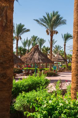 Erken rezervasyon. rüya tatili. Terkedilmiş bir sahil manzarası, palmiye ağaçları, saman şemsiyeleri, güneş panzeleri ve mavi deniz manzarası..