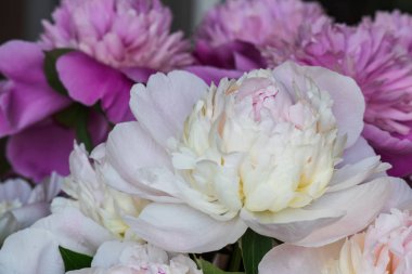 Taze şakayık çiçeklerinin yakın çekimi. şakayık arka plan. pembe ve beyaz şakayık.