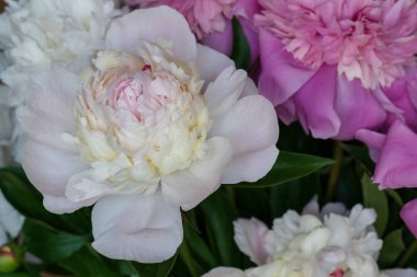 Taze şakayık çiçeklerinin yakın çekimi. şakayık arka plan. pembe ve beyaz şakayık.