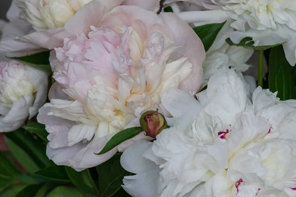 Closeup of fresh peony flowers. peony background. pink and white peonies.
