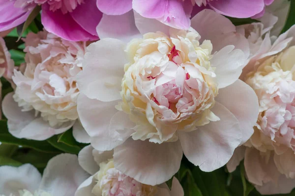 Closeup of fresh peony flowers. peony background. pink and white peonies.