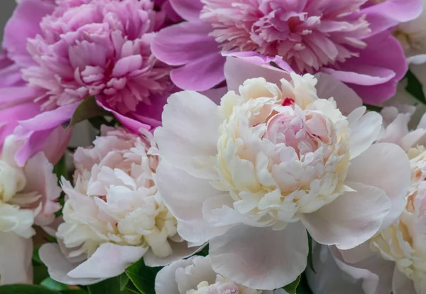 Closeup of fresh peony flowers. peony background. pink and white peonies.