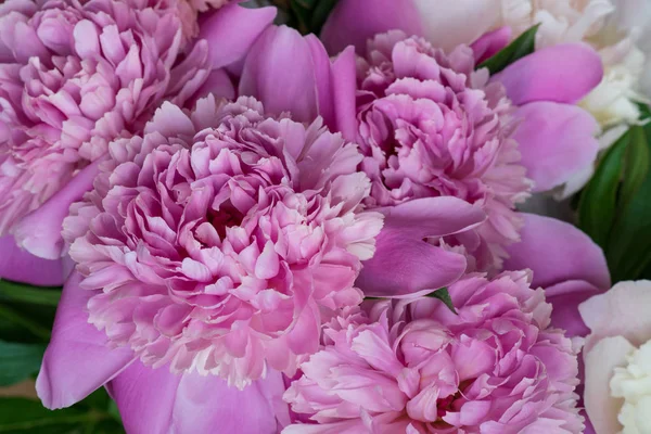 Closeup of fresh peony flowers. peony background. pink and white peonies.