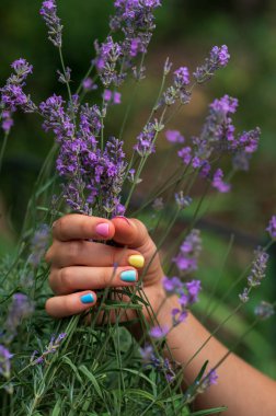 çok renkli manikür ve çiçekli lavanta ile bir kızın narin ellerin yakın çekim. tamamlayıcı renkler