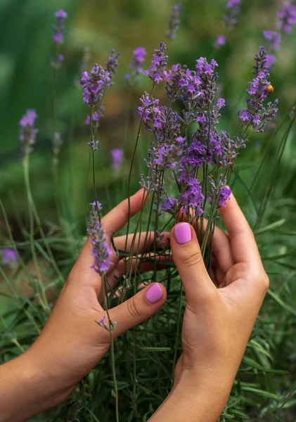 close-up of delicate hands of a girl with multi-colored manicure and blooming lavender. complementary colors