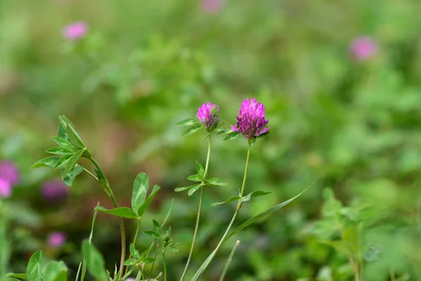 Nahaufnahme Von Invasiven Rosenklee Trifolium Hirtum Wildblumen Die Auf Einem — Stockfoto