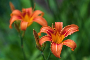 closeup , su damlaları ile güzel portakal zambak (Lilium bulbiferum)