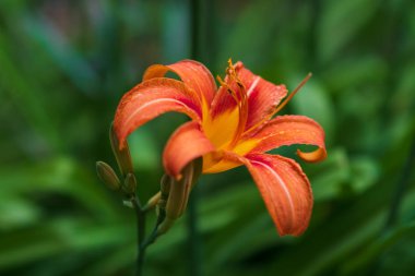 closeup , su damlaları ile güzel portakal zambak (Lilium bulbiferum)