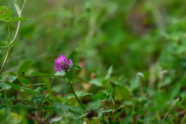 Nahaufnahme Von Invasiven Rosenklee Trifolium Hirtum Wildblumen Die Auf Einem — Stockfoto