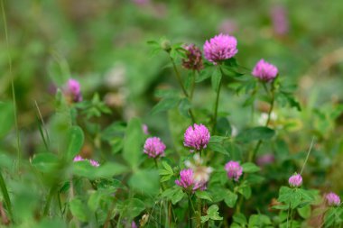 İnvaziv Gül yoncasının (Trifolium hirtum) bir tarlada açan kır çiçeklerinin yakın çekimi