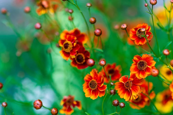 Světlé Tickosemenné Květy Žluté Oranžové Coreopsis Grandiflora Zeleném Pozadí — Stock fotografie