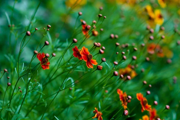 Leuchtende Kitzelnde Blüten Gelb Und Orange Coreopsis Grandiflora Auf Grünem — Stockfoto