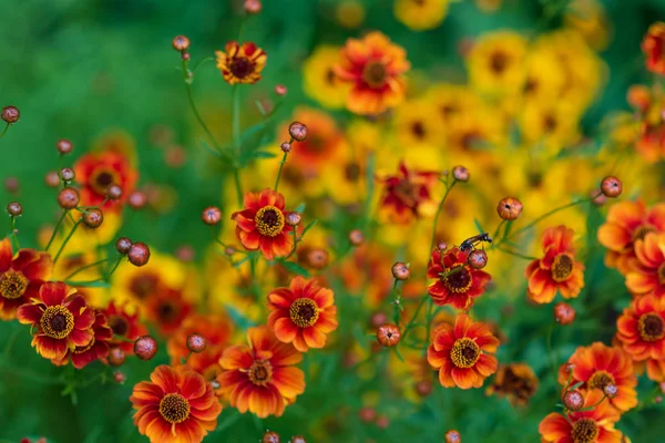 Leuchtende Kitzelnde Blüten Gelb Und Orange Coreopsis Grandiflora Auf Grünem — Stockfoto