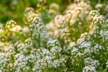 Reseda odorata (mignonette) closeup of a small white flowers.selective focus. clipart