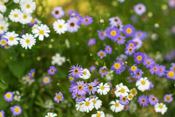 Sommerrasen Mit Weißen Und Lila Gänseblümchen Und Wildblumen Sommer Hintergrund — Stockfoto