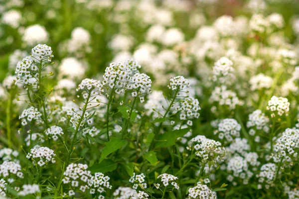 Reseda Odorata Mignonette Close Seup Small White Flowers Selective Focus — стоковое фото