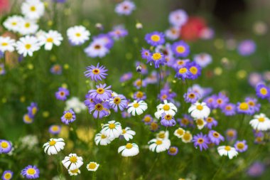 beyaz ve leylak papatyalar ve yabani çiçekler ile yaz çim. yaz arka plan
