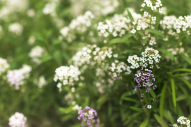 Reseda odorata (mignonette) küçük beyaz çiçekler.seçici odak closeup.